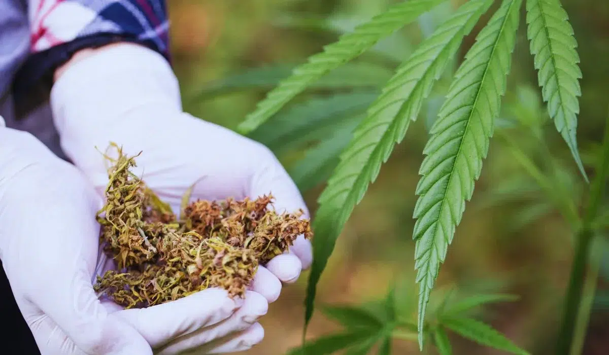 Chickvibess UK Cannabis