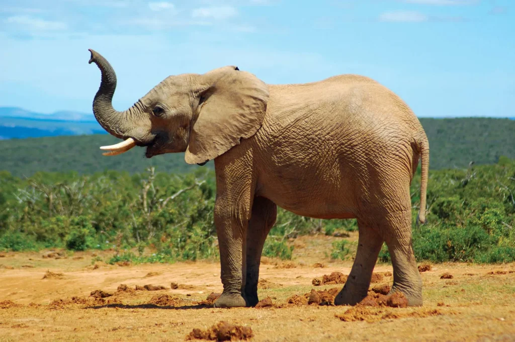 elephant butts